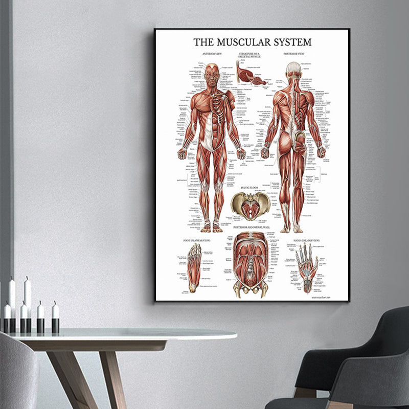 Modern Human Anatomy Musculoskeletal Medical Education Canvas Painting - Metatron Store
