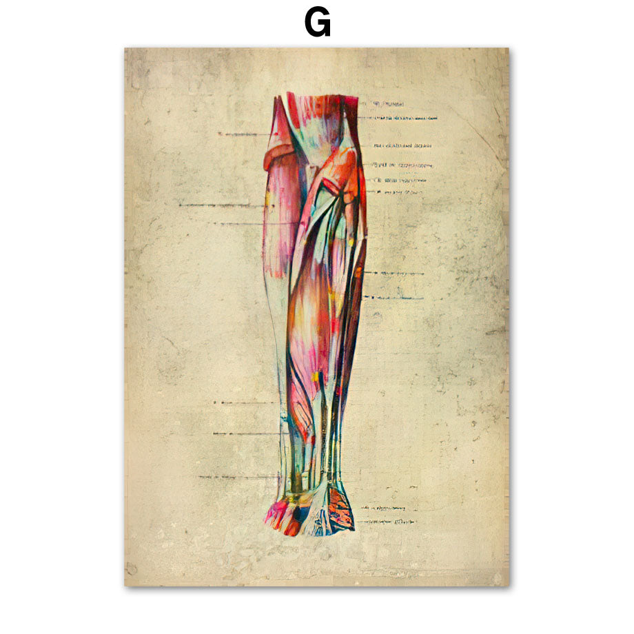 Human Muscular System Nordic Retro Anatomy Poster Medical Wall Canvas Painting - Metatron Store