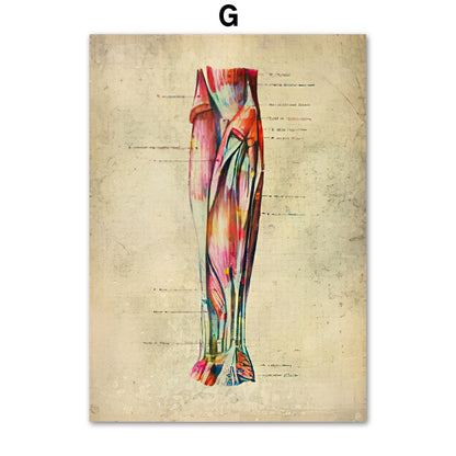 Human Muscular System Nordic Retro Anatomy Poster Medical Wall Canvas Painting - Metatron Store
