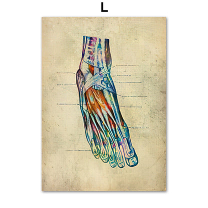 Human Muscular System Nordic Retro Anatomy Poster Medical Wall Canvas Painting - Metatron Store