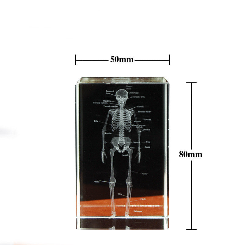 Internal Carving Human Skeleton Anatomy Teaching Model Ornaments - Metatron Store