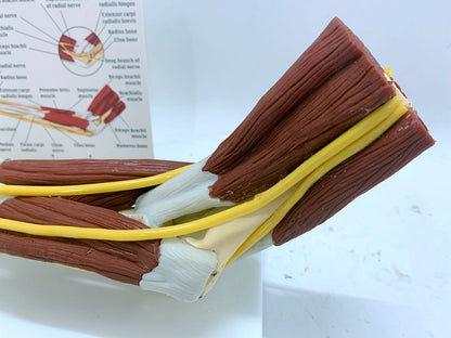 Ligament Joint Model Into Muscle Nerve Anatomy Human Skeleton Skull Arm Teaching Aid - Metatron Store