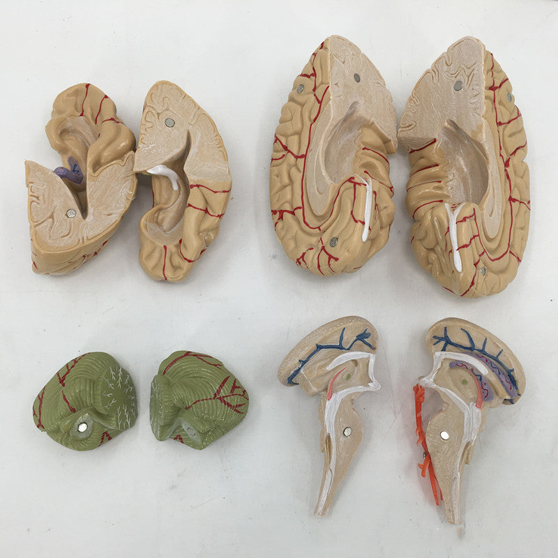 Brain Anatomy Model Brain Stem Brain Cerebellum Structure - Metatron Store