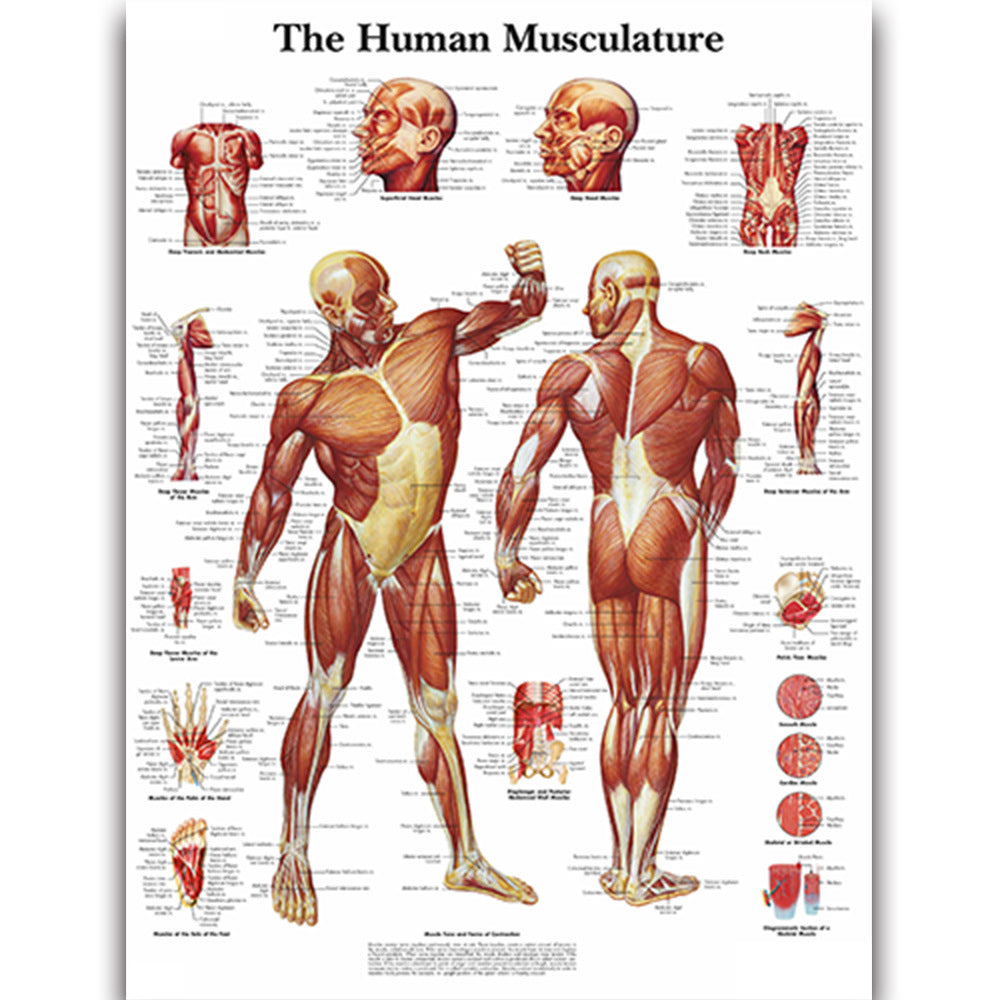 Medical Education Human Organs Anatomy Skeletal Muscle Classroom Study Decoration Painting - Metatron Store