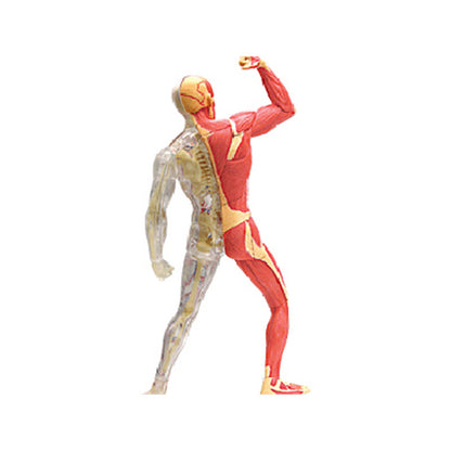 4D Master Puzzle Toy Anatomy Model Of Human Muscles and Organs DIY Popular Science Tool For Medical Teaching - Metatron Store