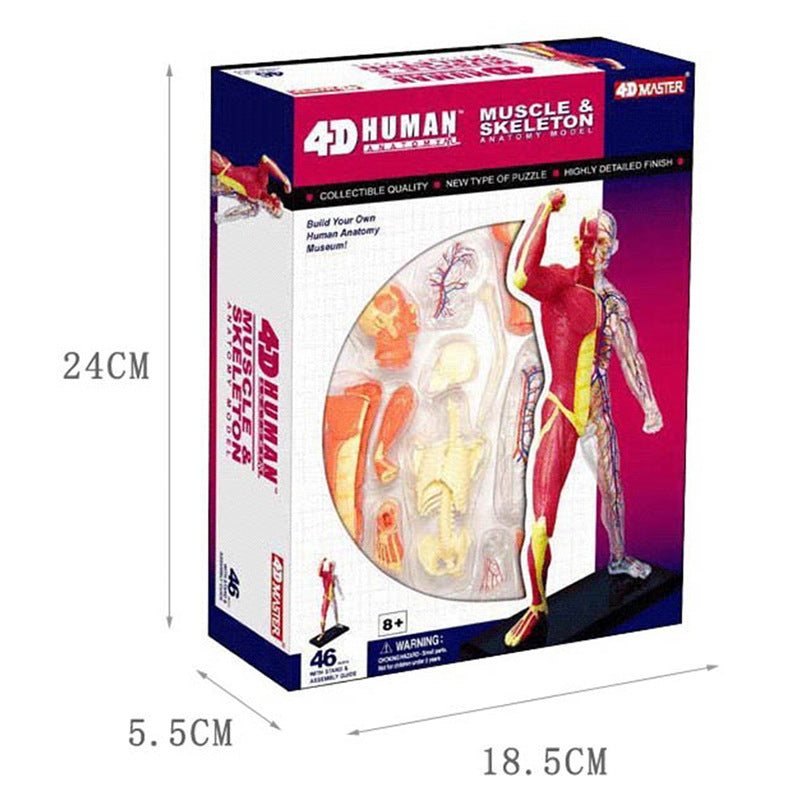 4D Master Puzzle Toy Anatomy Model Of Human Muscles and Organs DIY Popular Science Tool For Medical Teaching - Metatron Store