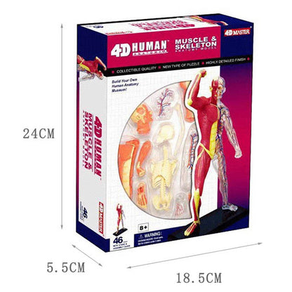 4D Master Puzzle Toy Anatomy Model Of Human Muscles and Organs DIY Popular Science Tool For Medical Teaching - Metatron Store