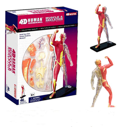 4D Master Puzzle Toy Anatomy Model Of Human Muscles and Organs DIY Popular Science Tool For Medical Teaching - Metatron Store