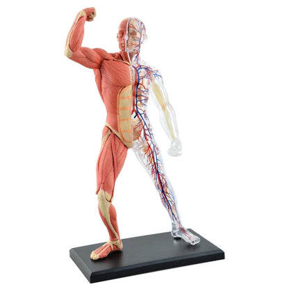 4D Master Puzzle Toy Anatomy Model Of Human Muscles and Organs DIY Popular Science Tool For Medical Teaching - Metatron Store