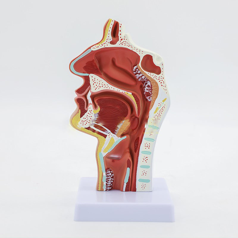Medical Human Nasal Cavity Anatomy Model - Metatron Store