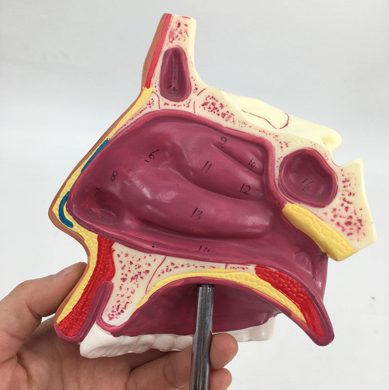 Medical Human Nasal Cavity Anatomy Model - Metatron Store