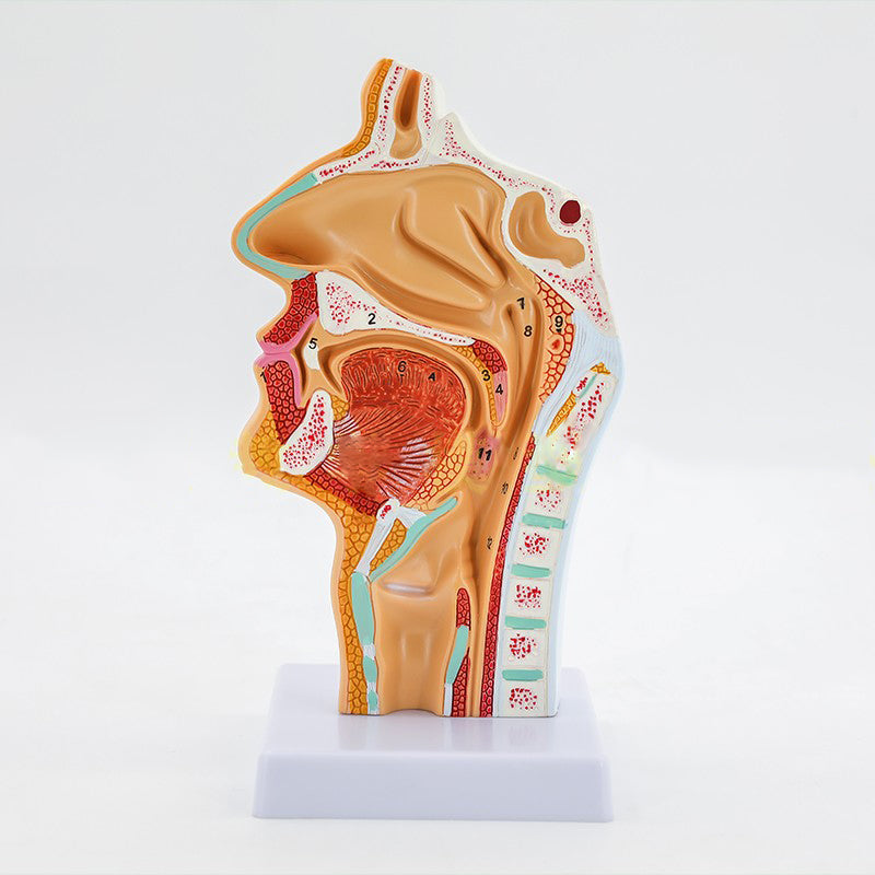 Medical Human Nasal Cavity Anatomy Model - Metatron Store