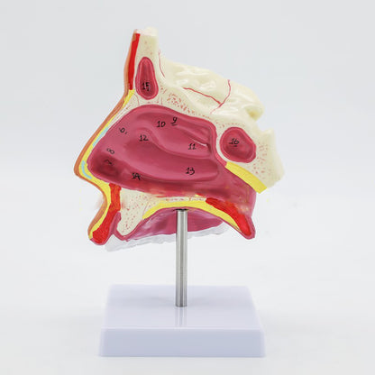 Medical Human Nasal Cavity Anatomy Model - Metatron Store