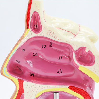 Medical Human Nasal Cavity Anatomy Model - Metatron Store