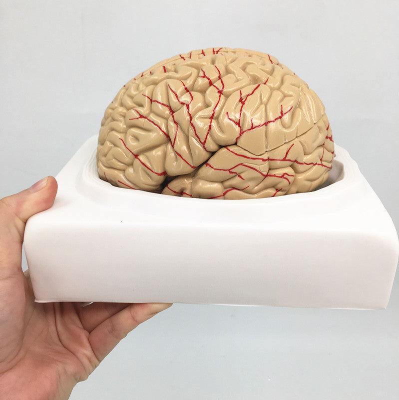 Brain Anatomy Model Brain Stem Brain Cerebellum Structure - Metatron Store