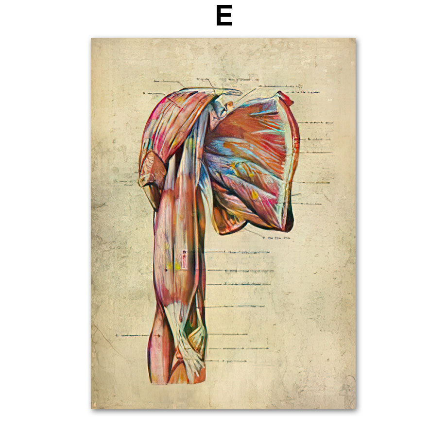 Human Muscular System Nordic Retro Anatomy Poster Medical Wall Canvas Painting - Metatron Store