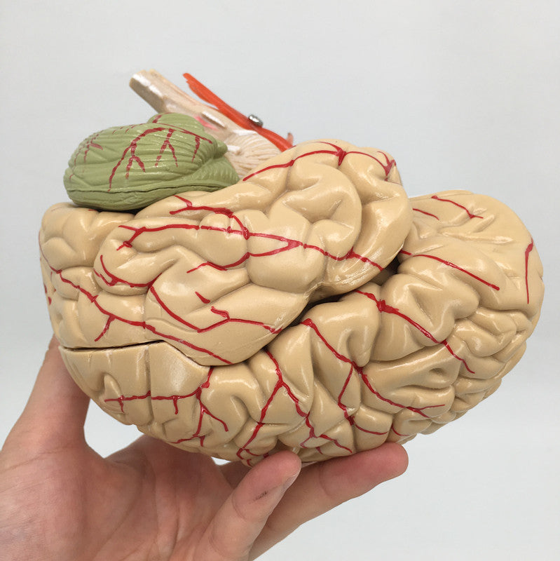 Brain Anatomy Model Brain Stem Brain Cerebellum Structure - Metatron Store