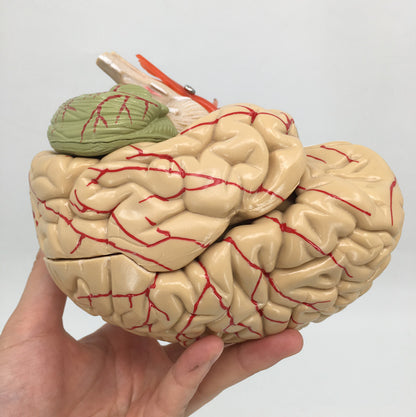 Brain Anatomy Model Brain Stem Brain Cerebellum Structure - Metatron Store