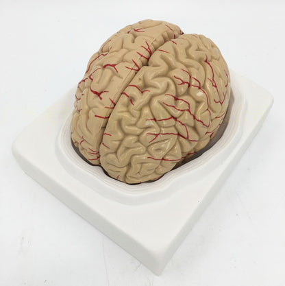 Brain Anatomy Model Brain Stem Brain Cerebellum Structure - Metatron Store