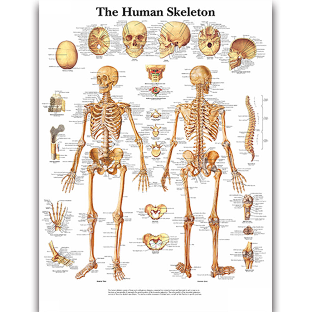 Medical Education Human Organs Anatomy Skeletal Muscle Classroom Study Decoration Painting - Metatron Store