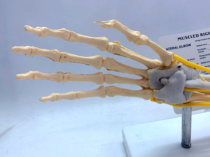 Ligament Joint Model Into Muscle Nerve Anatomy Human Skeleton Skull Arm Teaching Aid - Metatron Store