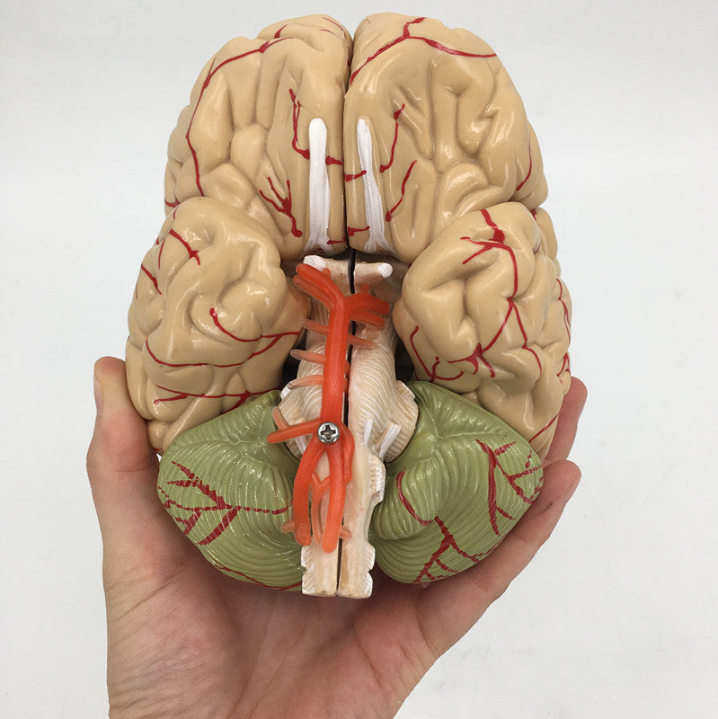 Brain Anatomy Model Brain Stem Brain Cerebellum Structure - Metatron Store