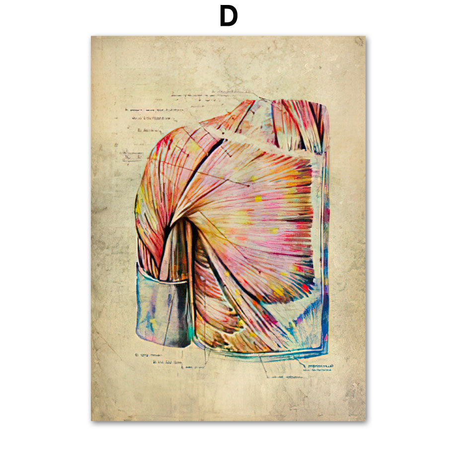 Human Muscular System Nordic Retro Anatomy Poster Medical Wall Canvas Painting - Metatron Store