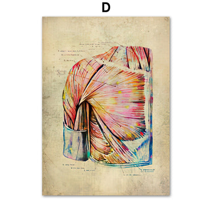 Human Muscular System Nordic Retro Anatomy Poster Medical Wall Canvas Painting - Metatron Store