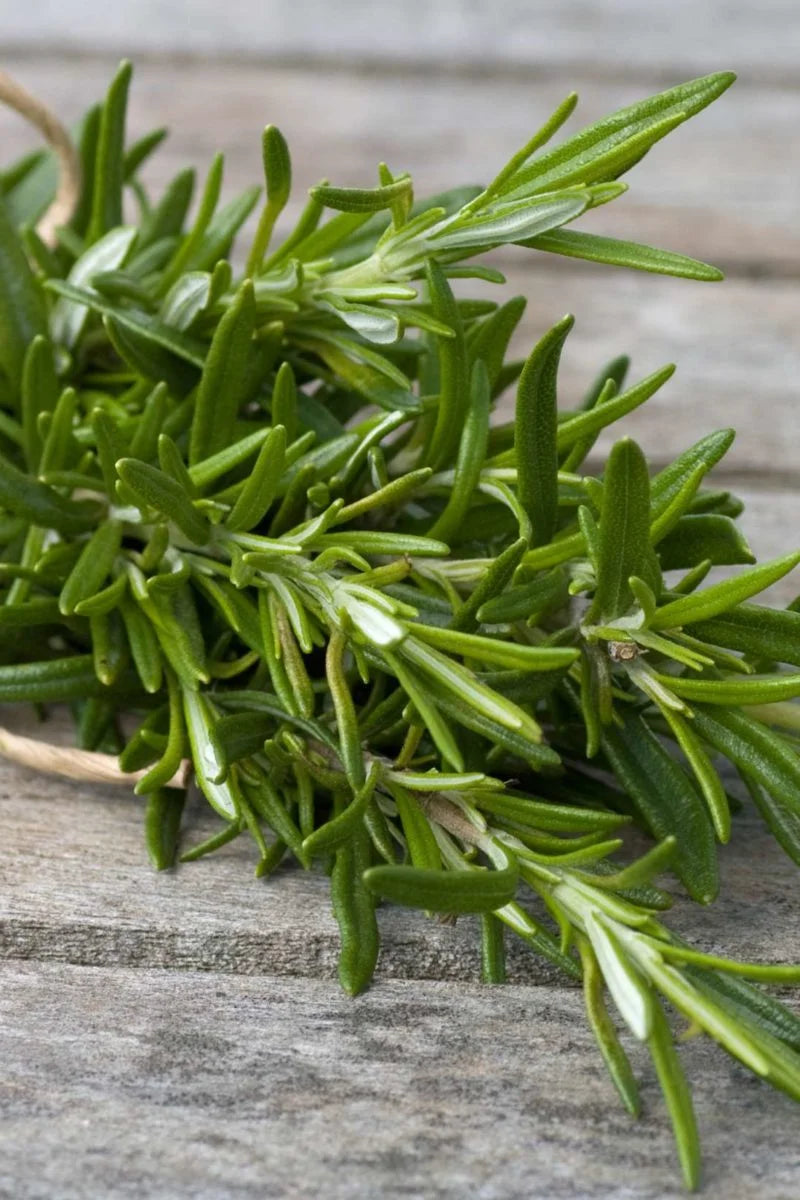 Angel’s Mist Rosemary Essential Oil - Metatron Store