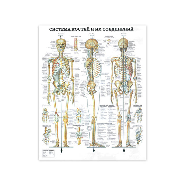 Modern Human Anatomy Musculoskeletal Medical Education Canvas Painting - Metatron Store