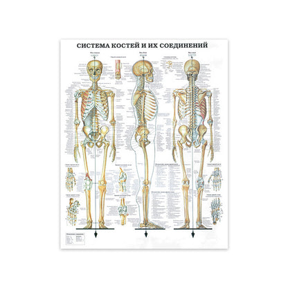 Modern Human Anatomy Musculoskeletal Medical Education Canvas Painting - Metatron Store