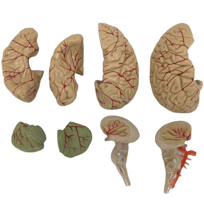 Brain Anatomy Model Brain Stem Brain Cerebellum Structure - Metatron Store