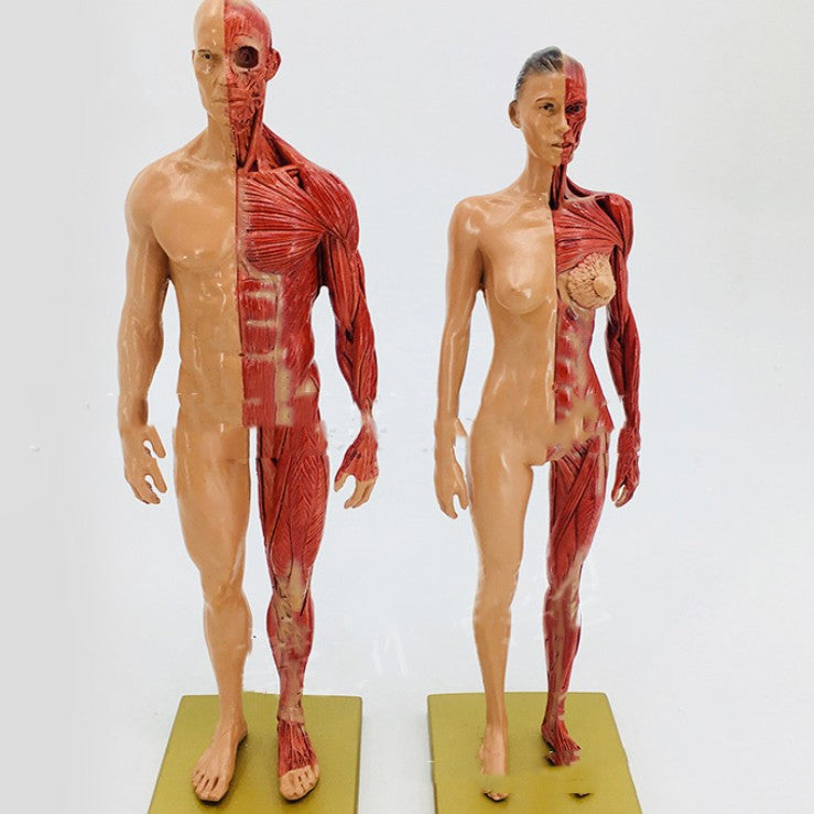 Musculoskeletal Anatomy Human Model Sculpture - Metatron Store