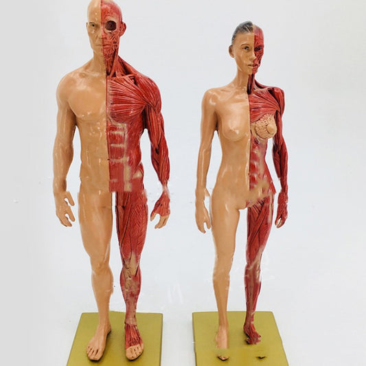 Musculoskeletal Anatomy Human Model Sculpture - Metatron Store
