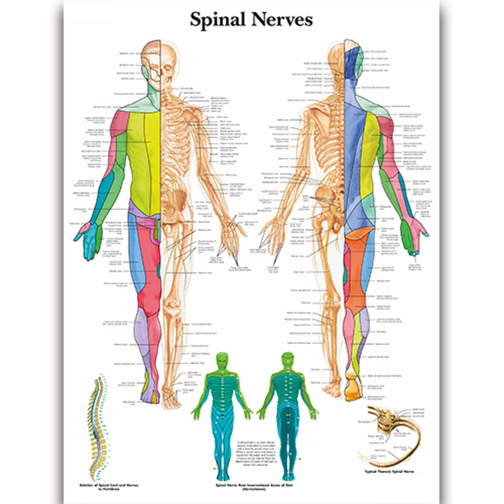 Medical Education Human Organs Anatomy Skeletal Muscle Classroom Study Decoration Painting - Metatron Store