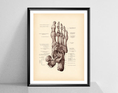 Modern Human Anatomy Musculoskeletal Medical Education Canvas Painting - Metatron Store