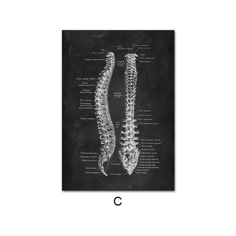 Canvas Painting Of Human Anatomy Skeleton Organ System - Metatron Store