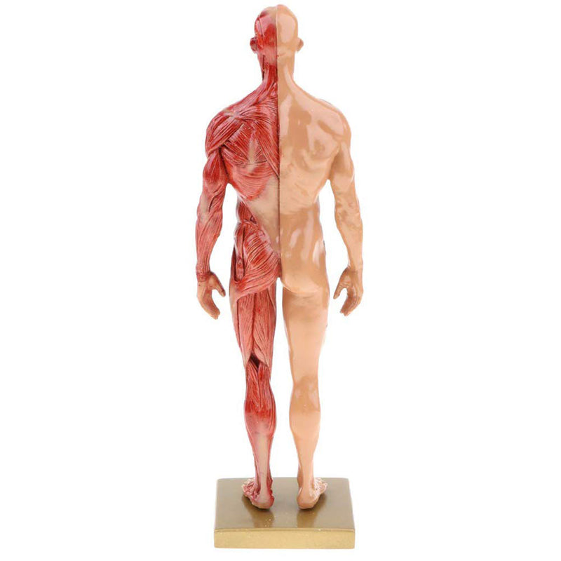 Musculoskeletal Anatomy Human Model Sculpture - Metatron Store
