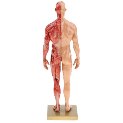 Musculoskeletal Anatomy Human Model Sculpture - Metatron Store