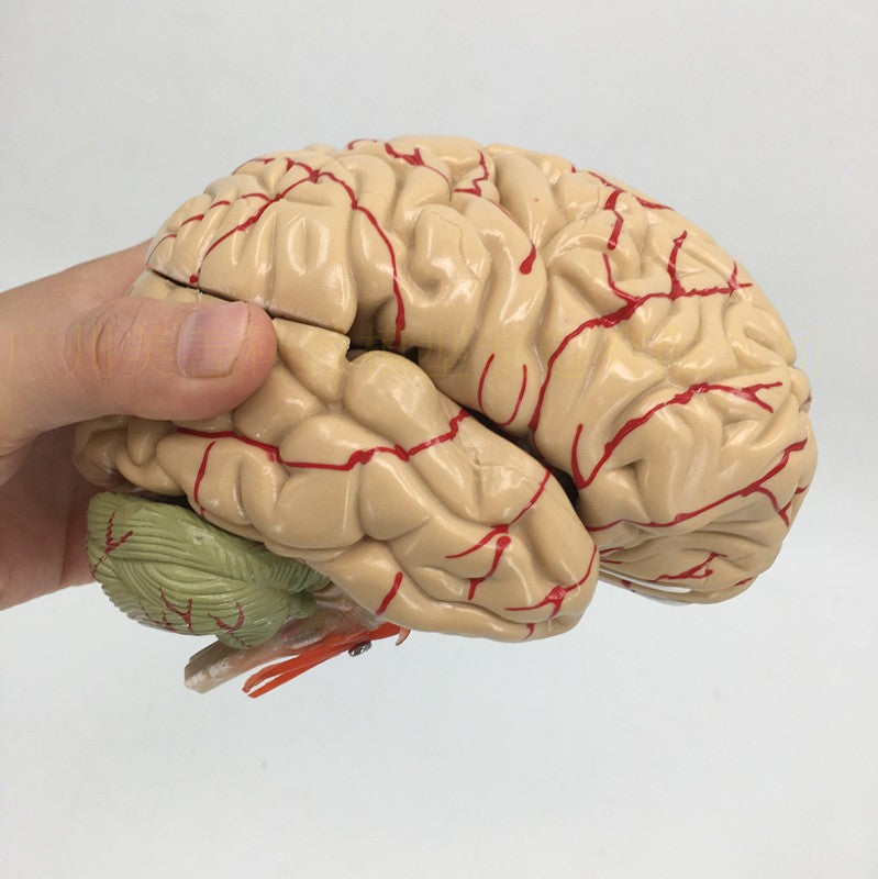 Brain Anatomy Model Brain Stem Brain Cerebellum Structure - Metatron Store