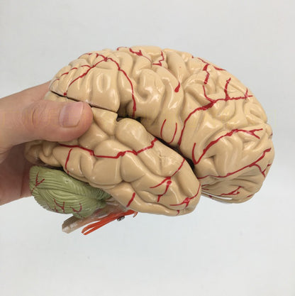 Brain Anatomy Model Brain Stem Brain Cerebellum Structure - Metatron Store
