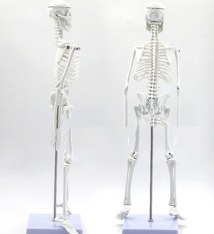 45CM Anatomical Anatomy Human Skeleton Model - Metatron Store