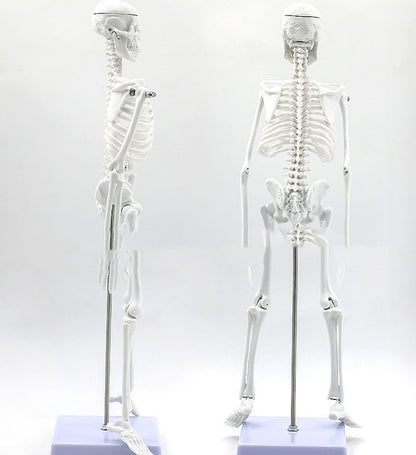45CM Anatomical Anatomy Human Skeleton Model - Metatron Store