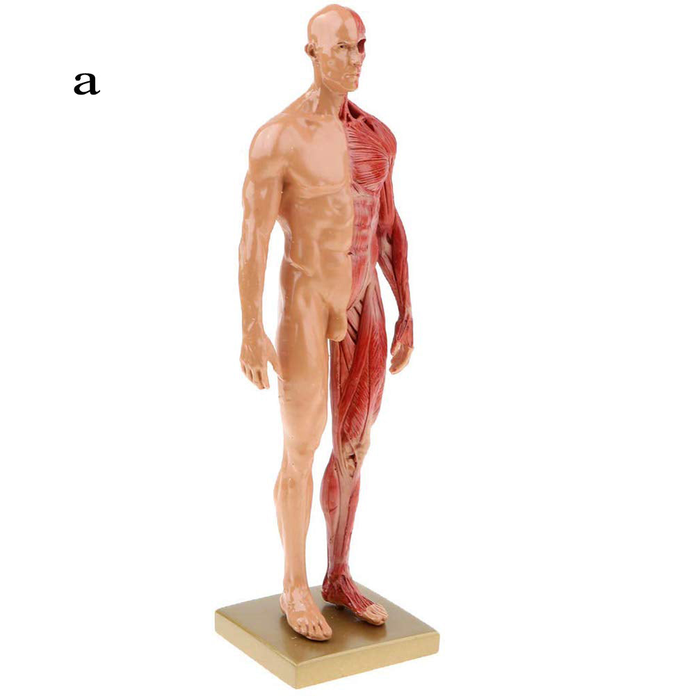 Musculoskeletal Anatomy Human Model Sculpture - Metatron Store