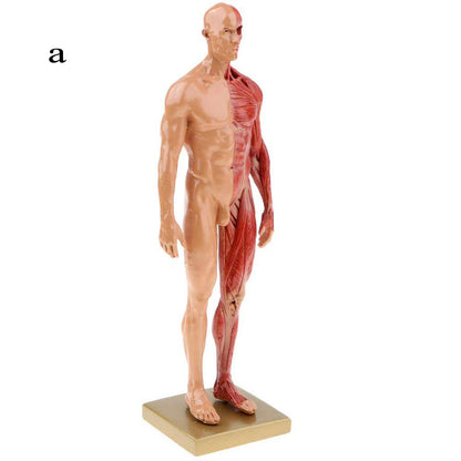 Musculoskeletal Anatomy Human Model Sculpture - Metatron Store