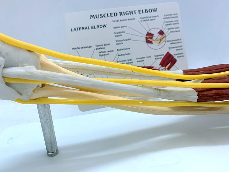 Ligament Joint Model Into Muscle Nerve Anatomy Human Skeleton Skull Arm Teaching Aid - Metatron Store