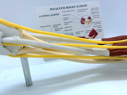 Ligament Joint Model Into Muscle Nerve Anatomy Human Skeleton Skull Arm Teaching Aid - Metatron Store
