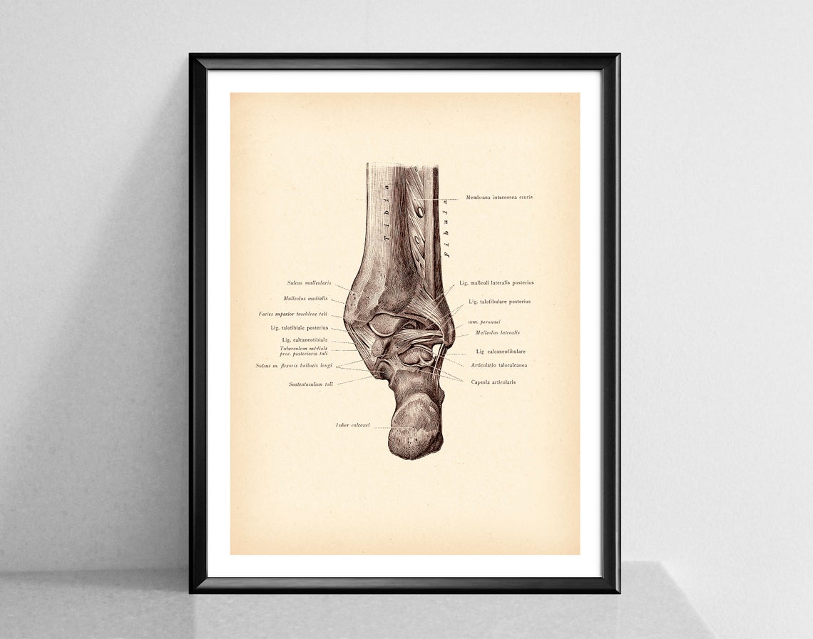 Modern Human Anatomy Musculoskeletal Medical Education Canvas Painting - Metatron Store