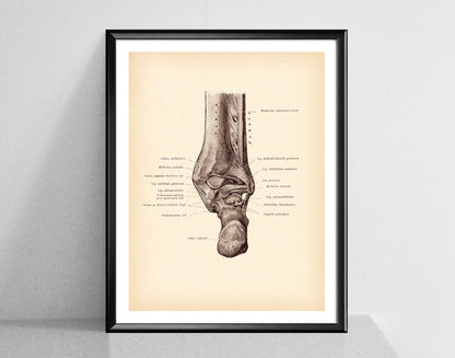 Modern Human Anatomy Musculoskeletal Medical Education Canvas Painting - Metatron Store