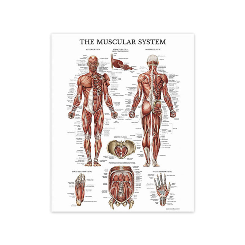 Modern Human Anatomy Musculoskeletal Medical Education Canvas Painting - Metatron Store